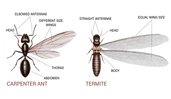 Termites vs ants