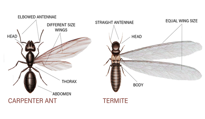 Termites Vs. Ants: What’s The Difference? - Proctor Pest Control