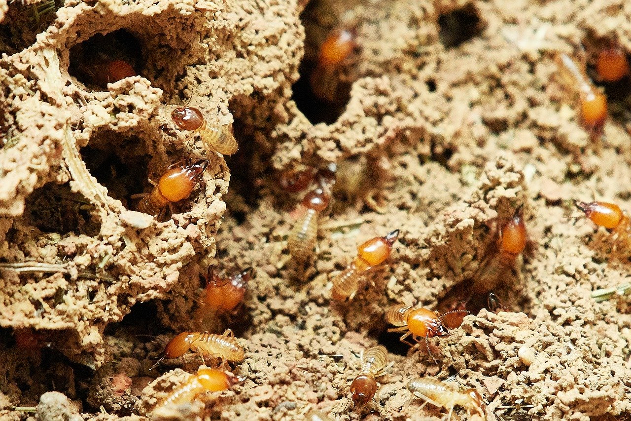 Top signs you have termites