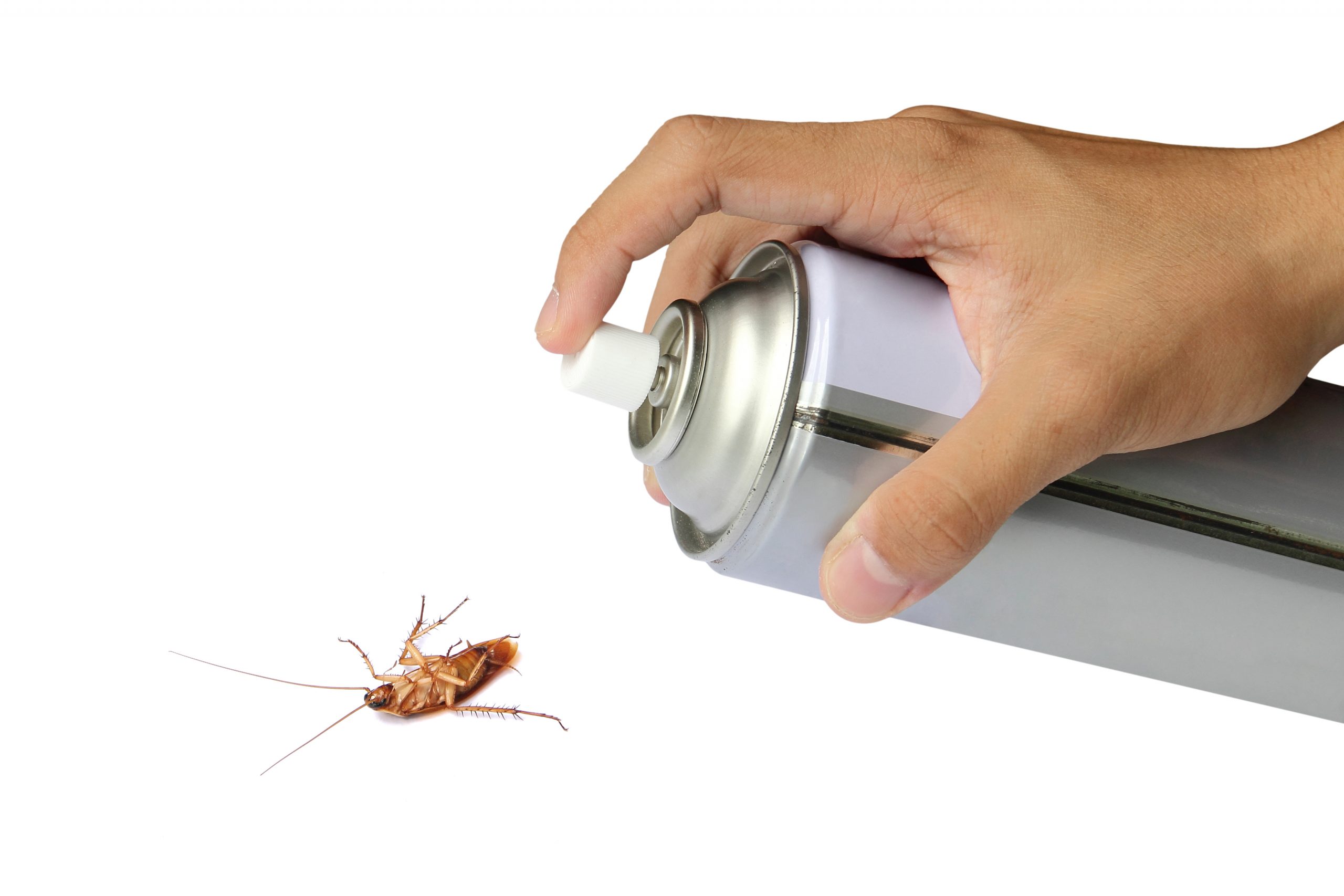 Cockroach spray with spray cans over white background