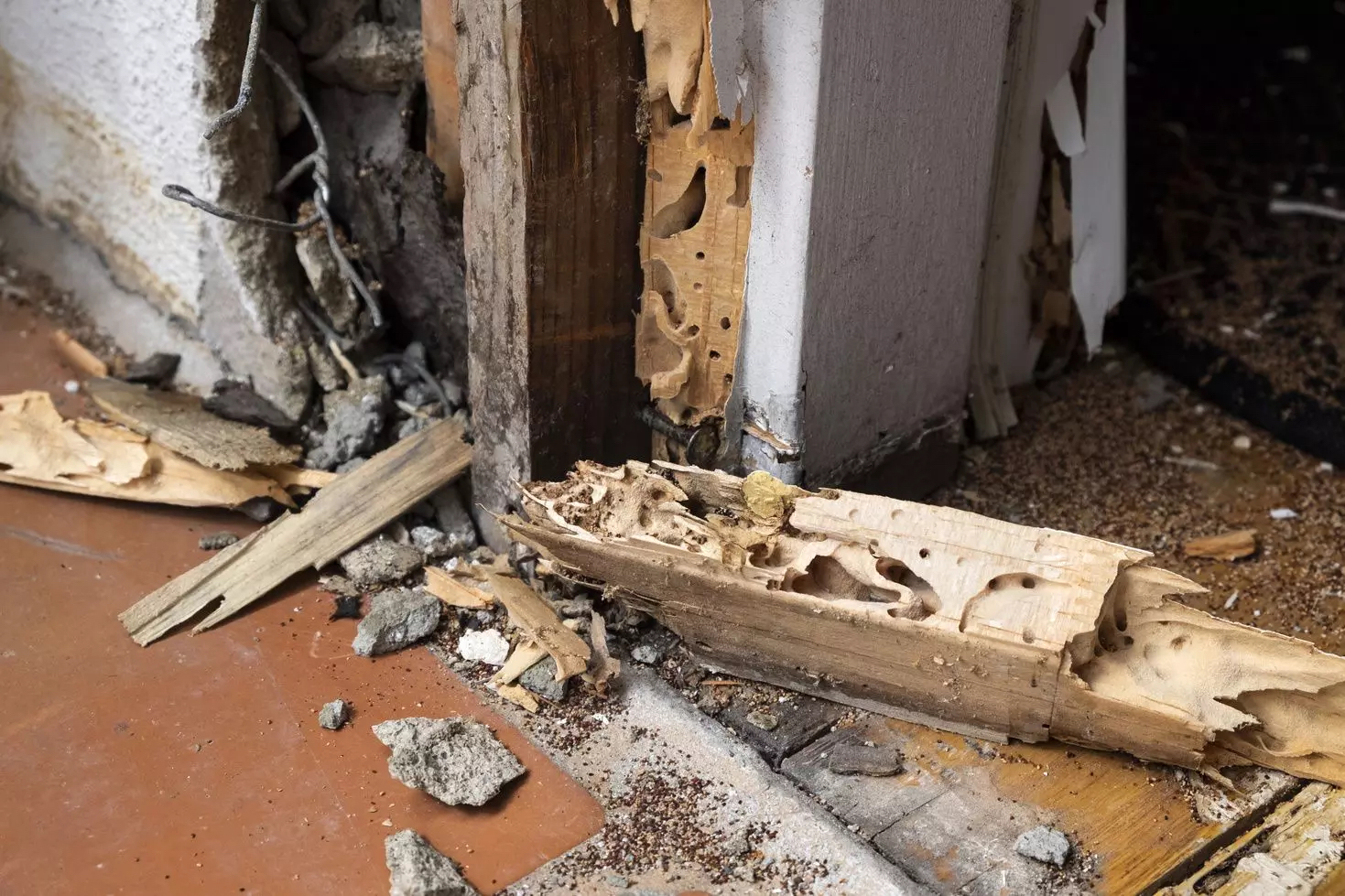 Why Your Termite Inspection Matters