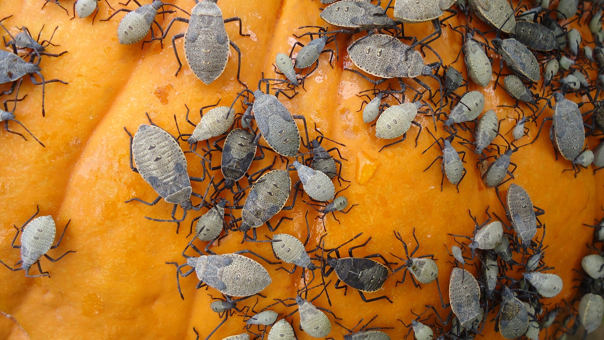 Fall bugs, Ants, pests to look for in the fall