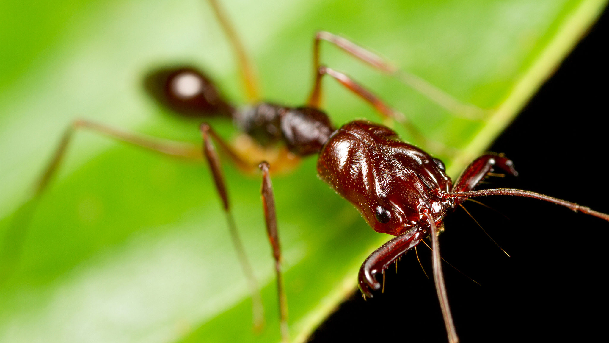 types of ants: acrobat ants, carpenter ants, crazy ants, crazy ants, European ants