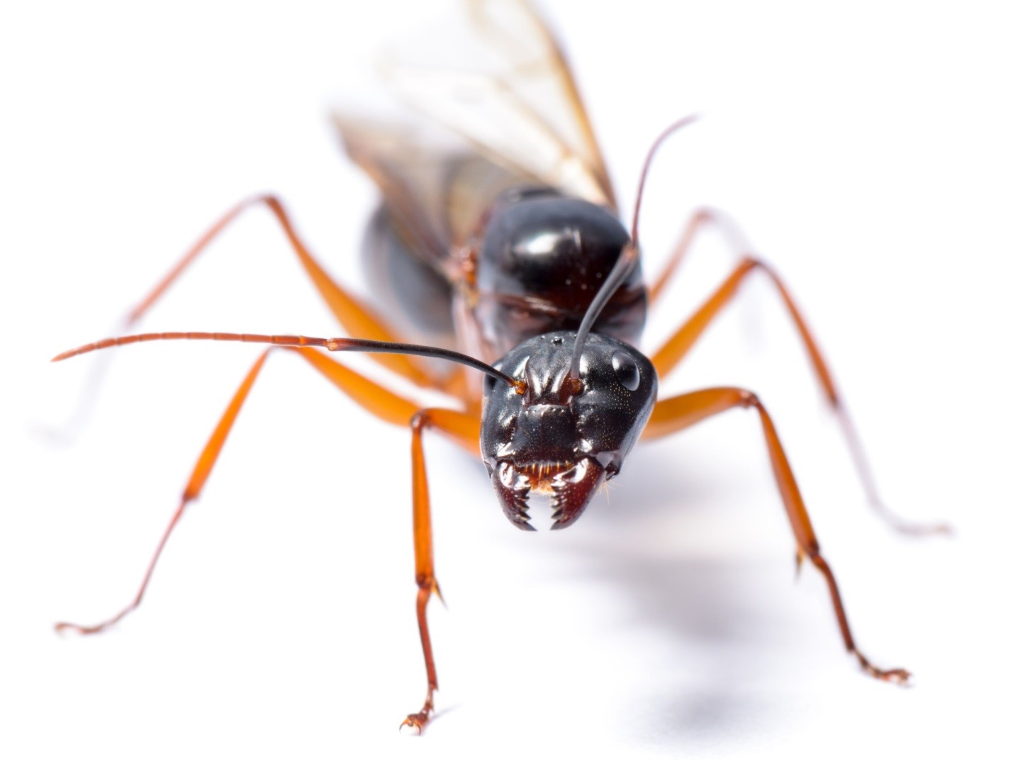 carpenter ant pest control