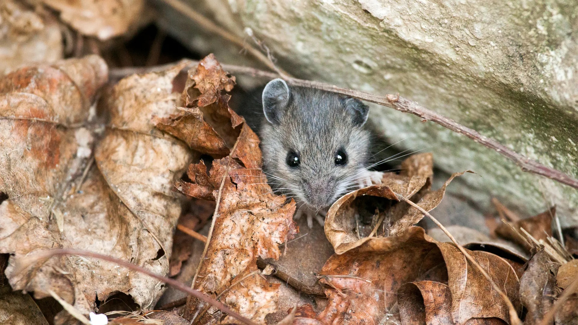 rodent exterminator