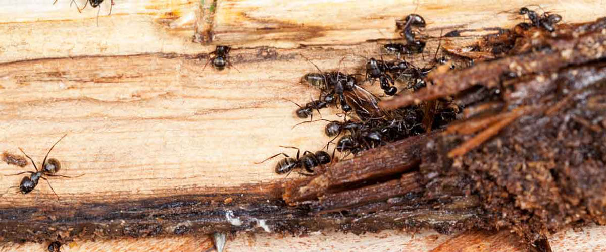 pest control, termite pest control, tick pest control