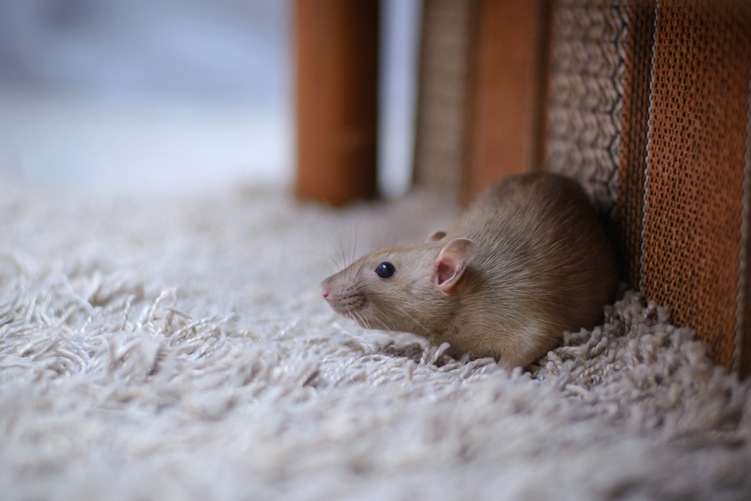 How to Keep Mice Away From Your Home This Winter - Ultra Safe Pest  Management