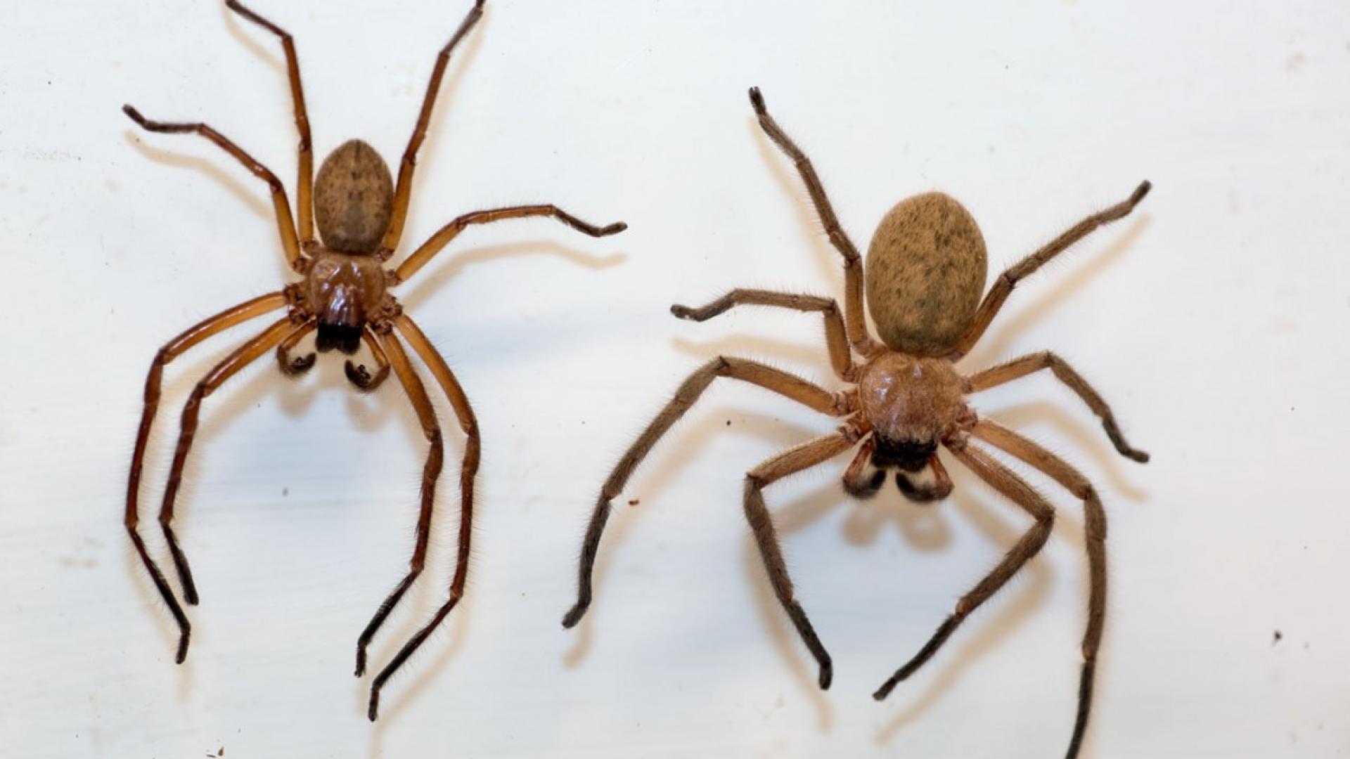 local pest control, Spider pest control, termite inspection near me