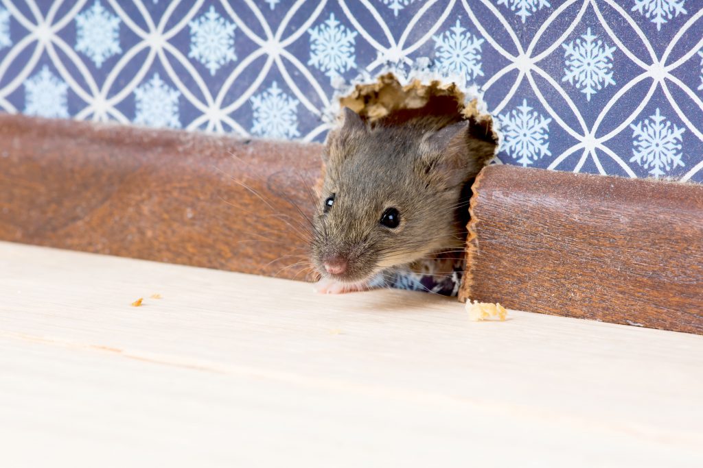 rodent control, pests, pest control companies