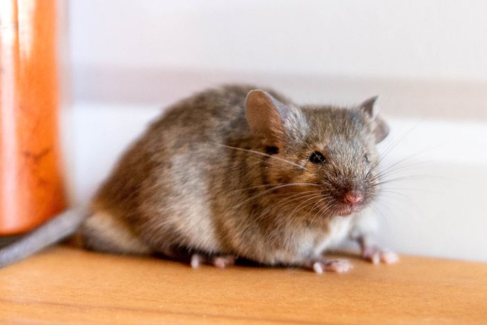 What Do Mice Eat Proctor Pest Control