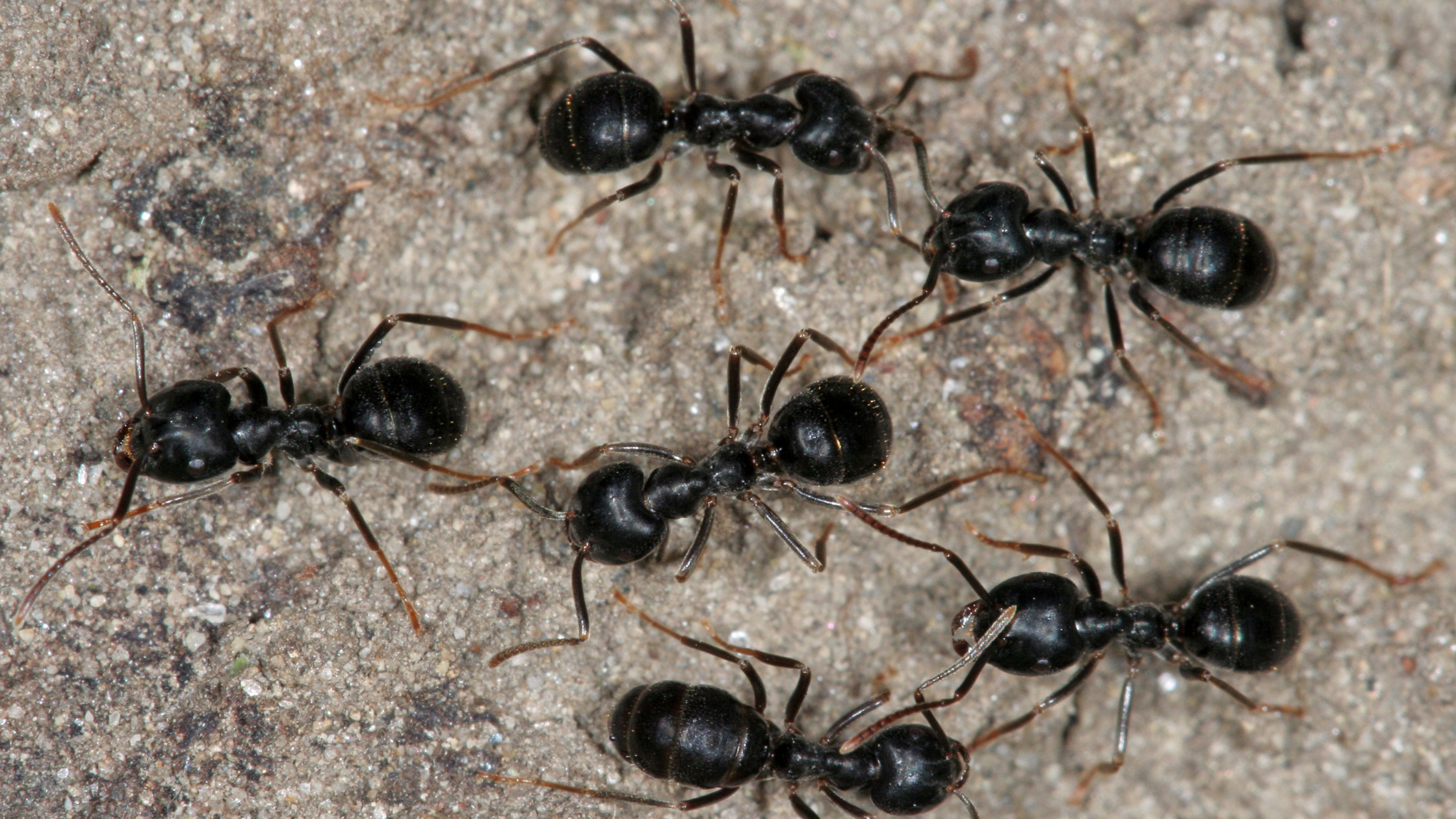 pest control, termite pest control