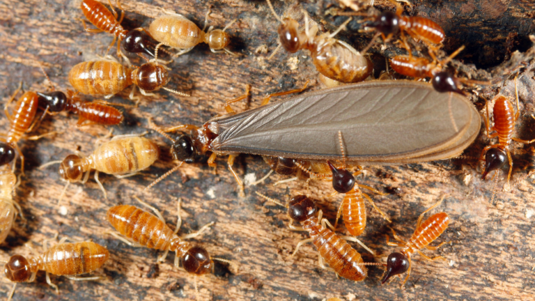 Flying Ants vs. Termite Swarmers - Proctor Pest Control