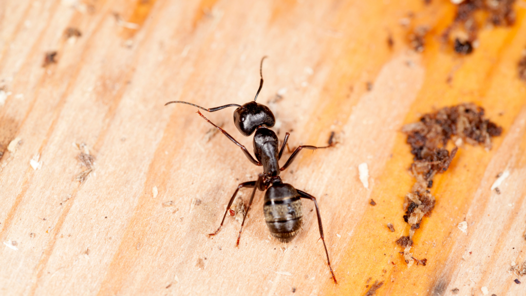 How To Get Rid Of Carpenter Ants Proctor Pest Control