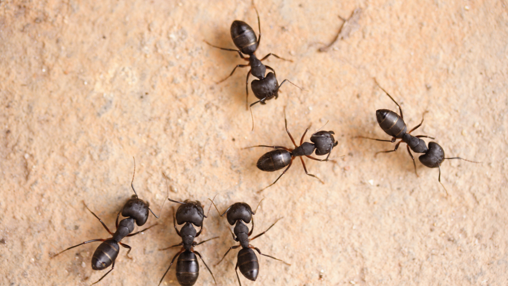 How To Know If You Have Carpenter Ants Proctor Pest Control