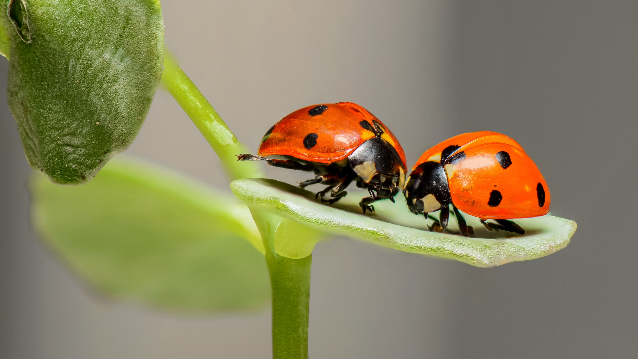 mosquito control, flea treatment, fly killer