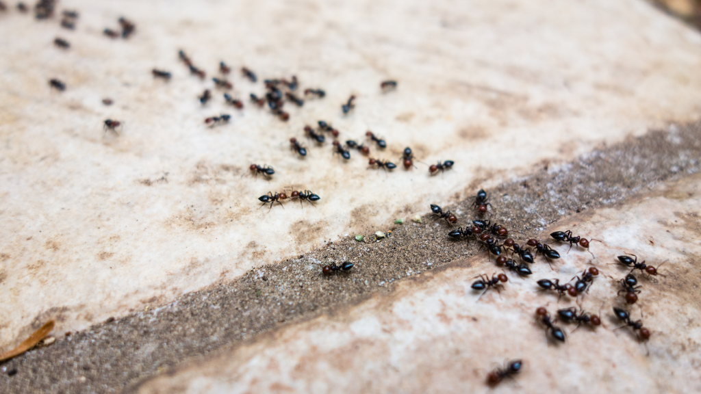 2. Reasons Why Ants Invade Your Home 1024x576 