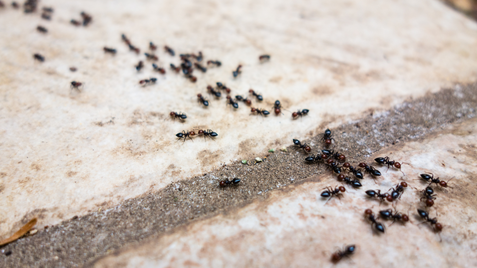 Reasons Why Ants Invade Your Home - Proctor Pest Control