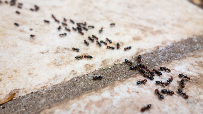 2. Reasons Why Ants Invade Your Home 700x394 