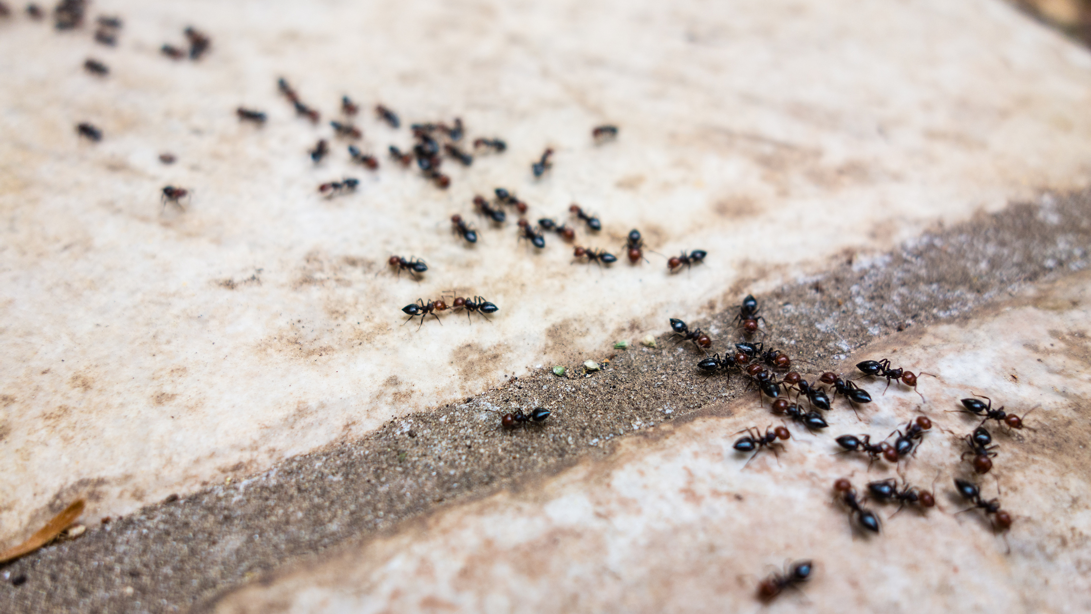 Ants, pest control, ants in home