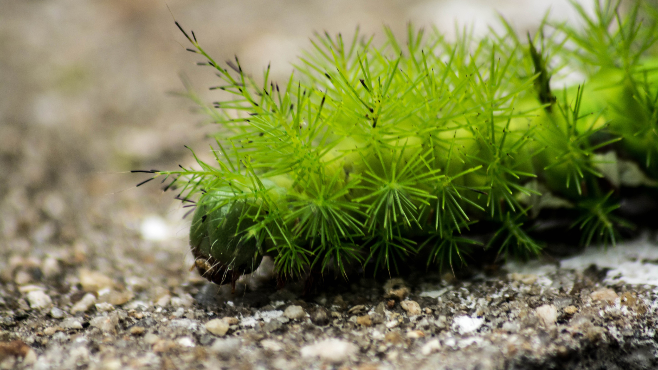 Stinging caterpillar, pest infestation, pest control