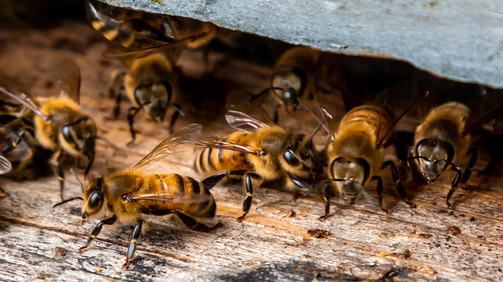 Tips to Keep Bees Away from Your Home - Proctor Pest Control