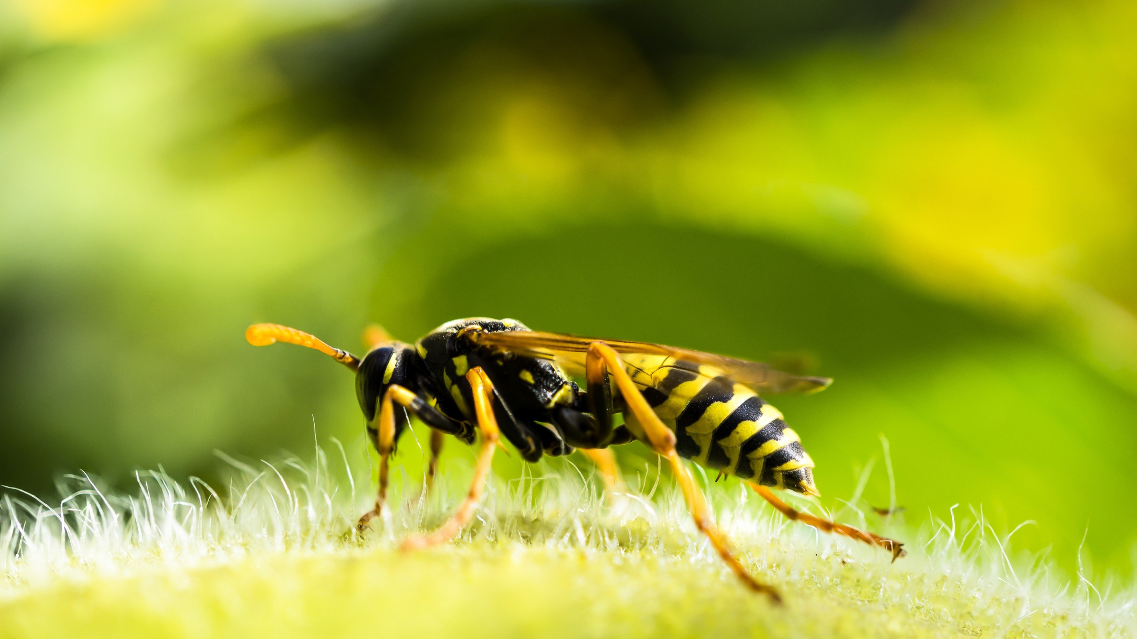 Wasps, pest infestation, pest control