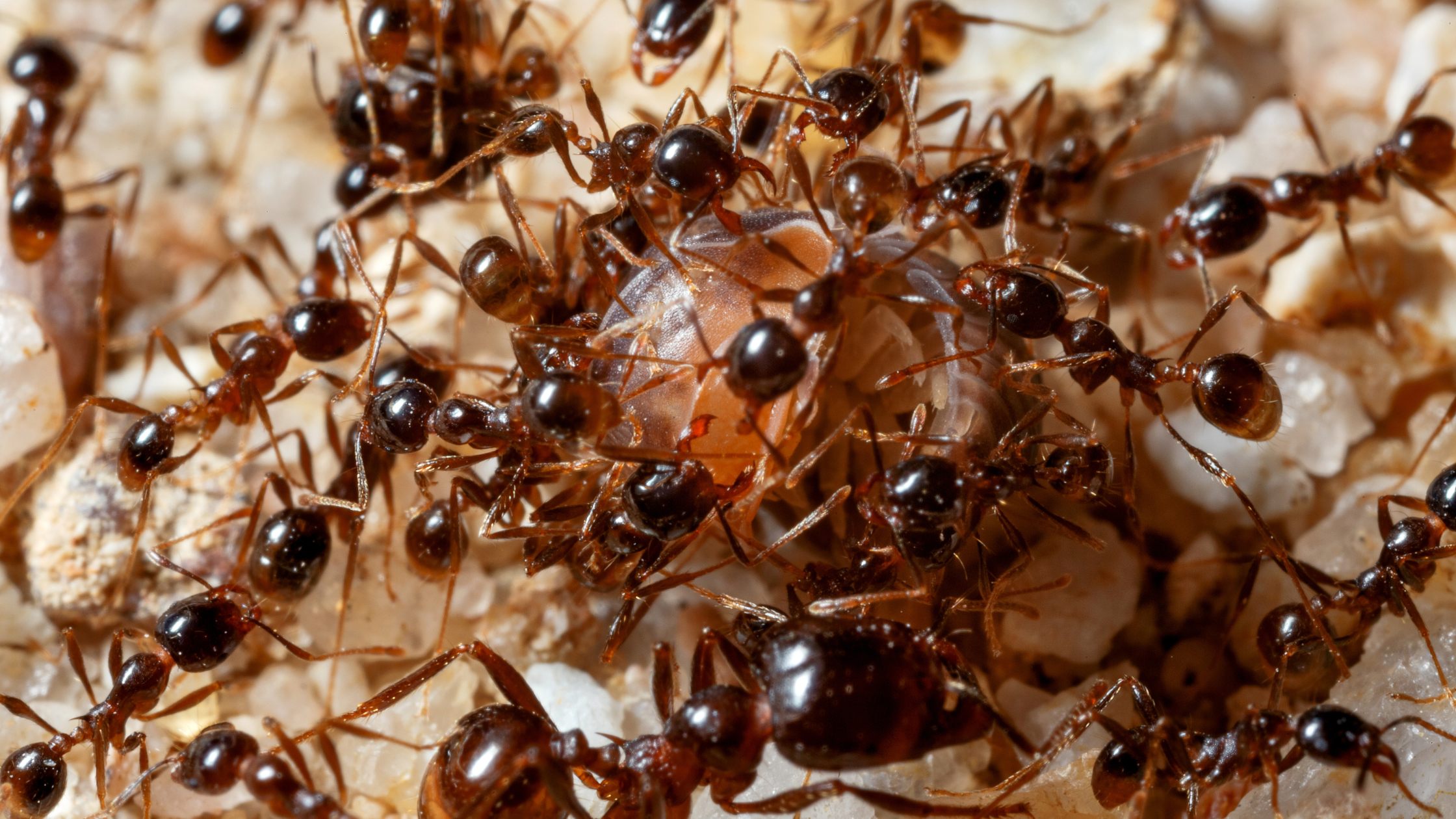 ant control, ant exterminator, ant pest control