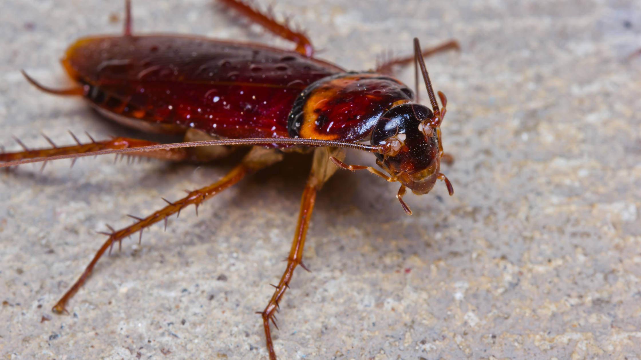 Cockroach, life cycle of cockroach, pest infestation