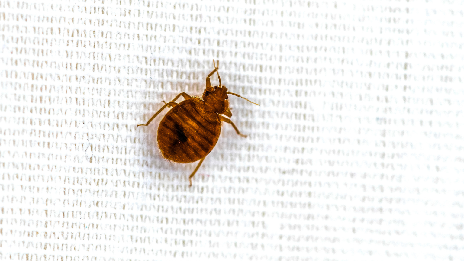 How Do You Get Bed Bugs? Proctor Pest Control