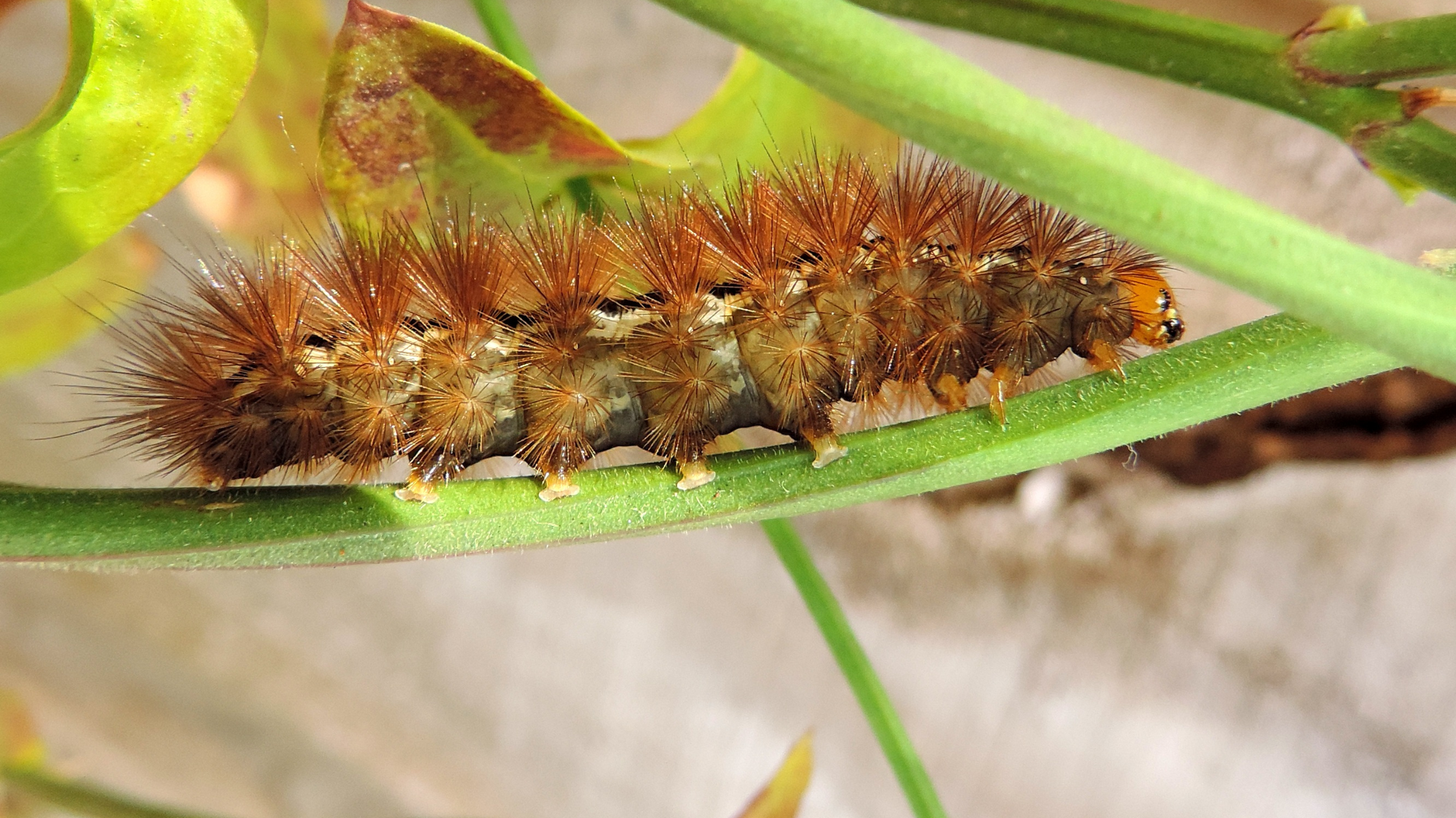 Caterpillars, pests, pests control