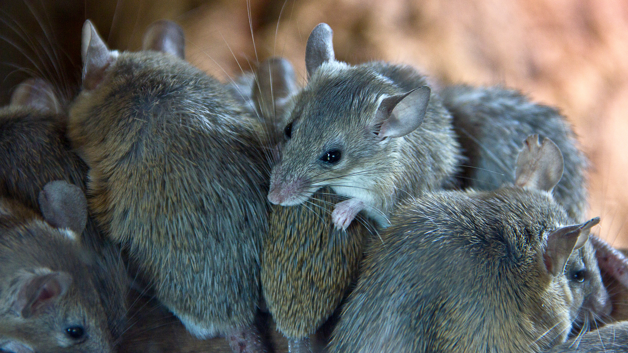 Mice, pests, pests control