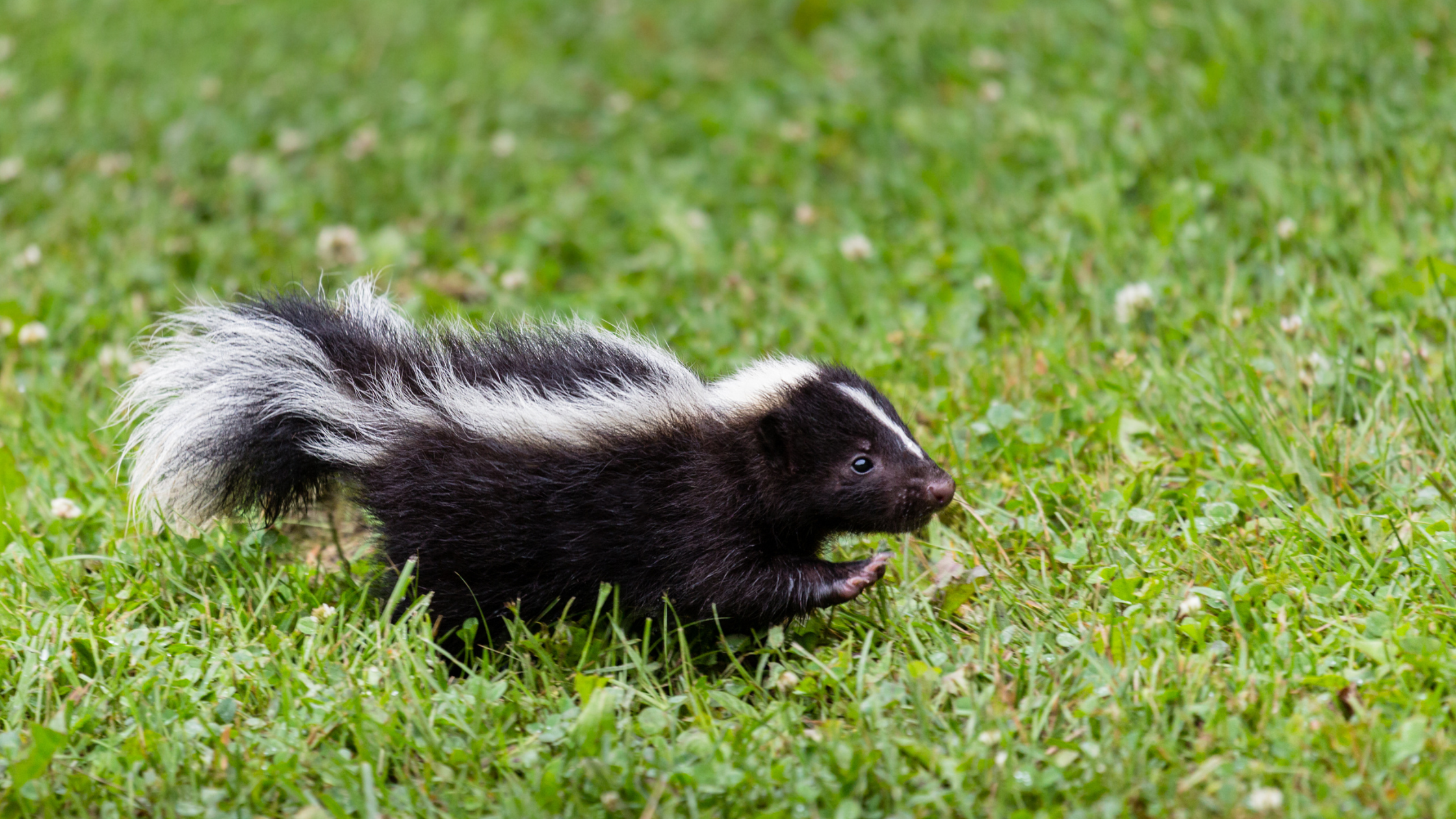 skunk, pest control, pests
