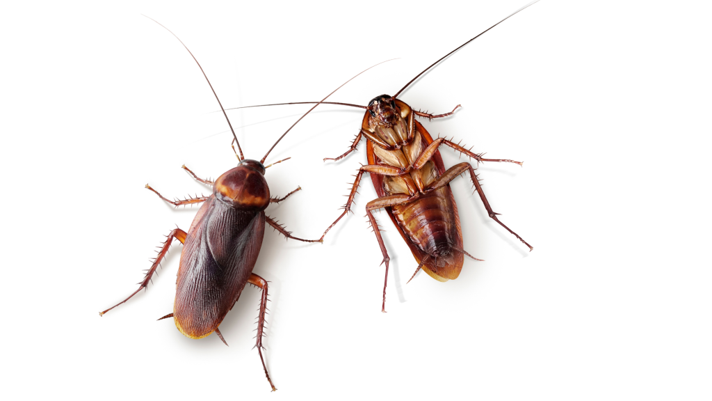 Are Cockroaches Dangerous? - Proctor Pest Control