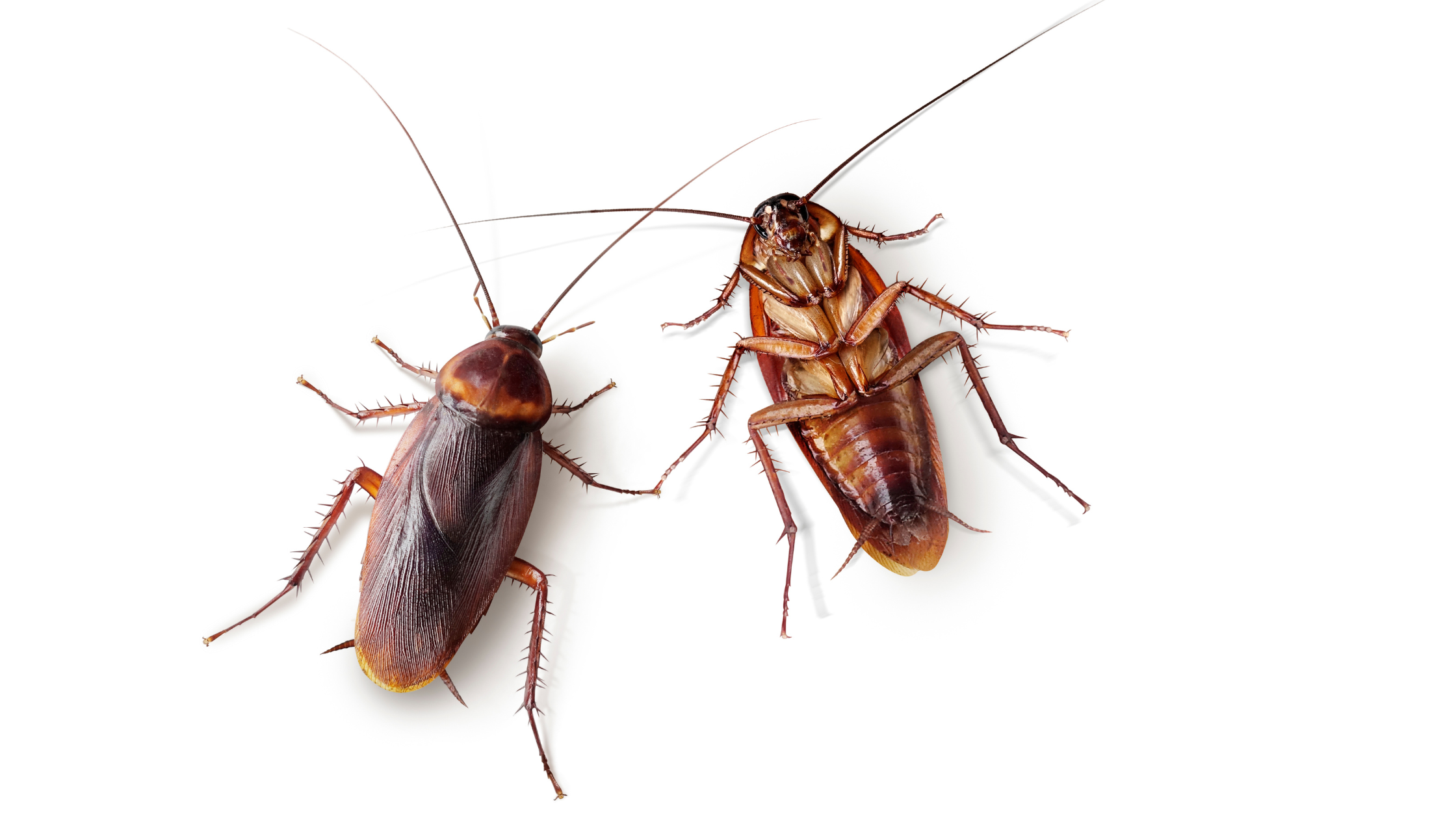 Cockroaches, pests, pests control