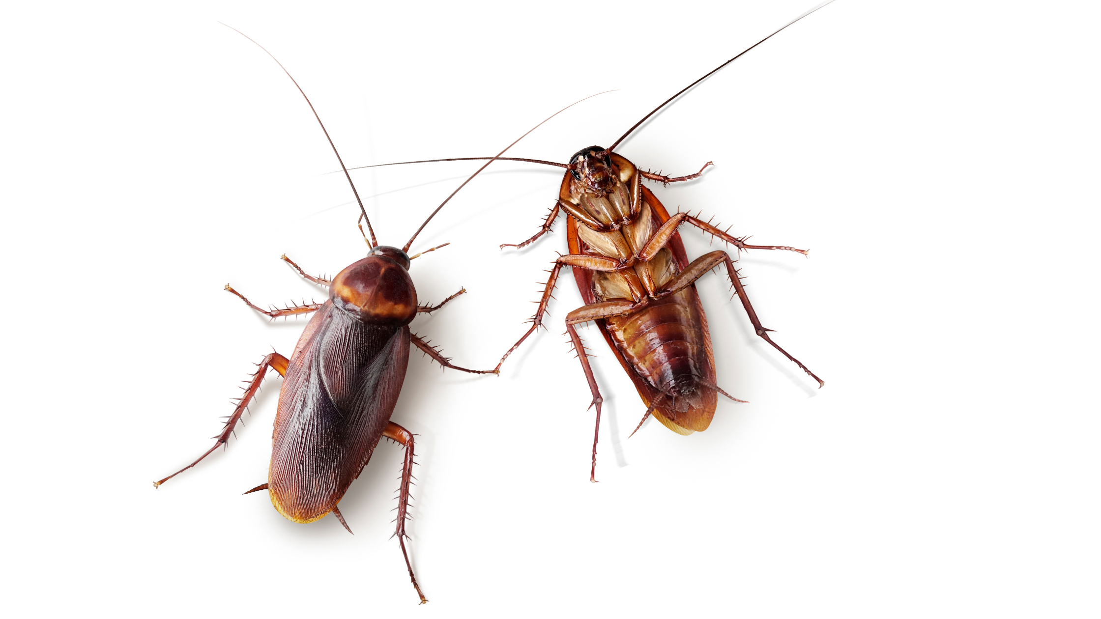 Are Cockroaches Dangerous Proctor Pest Control