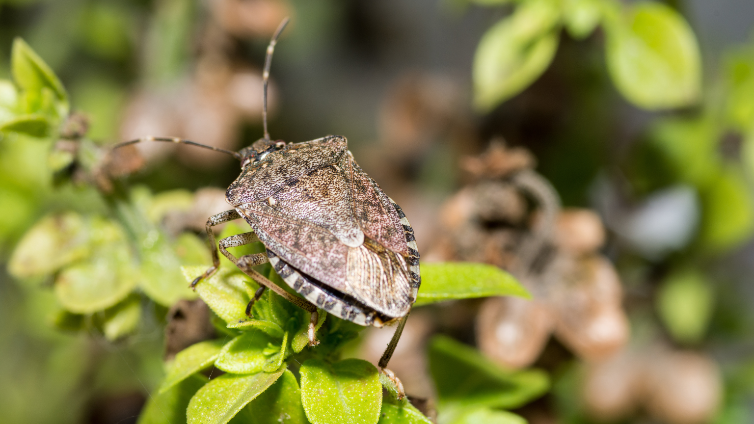 How To Get Rid Of Stink Bugs Proctor Pest Control