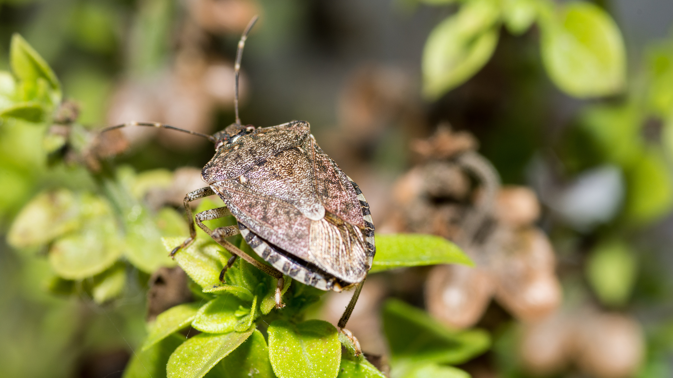 Stink bugs, how to get rid of stink bugs