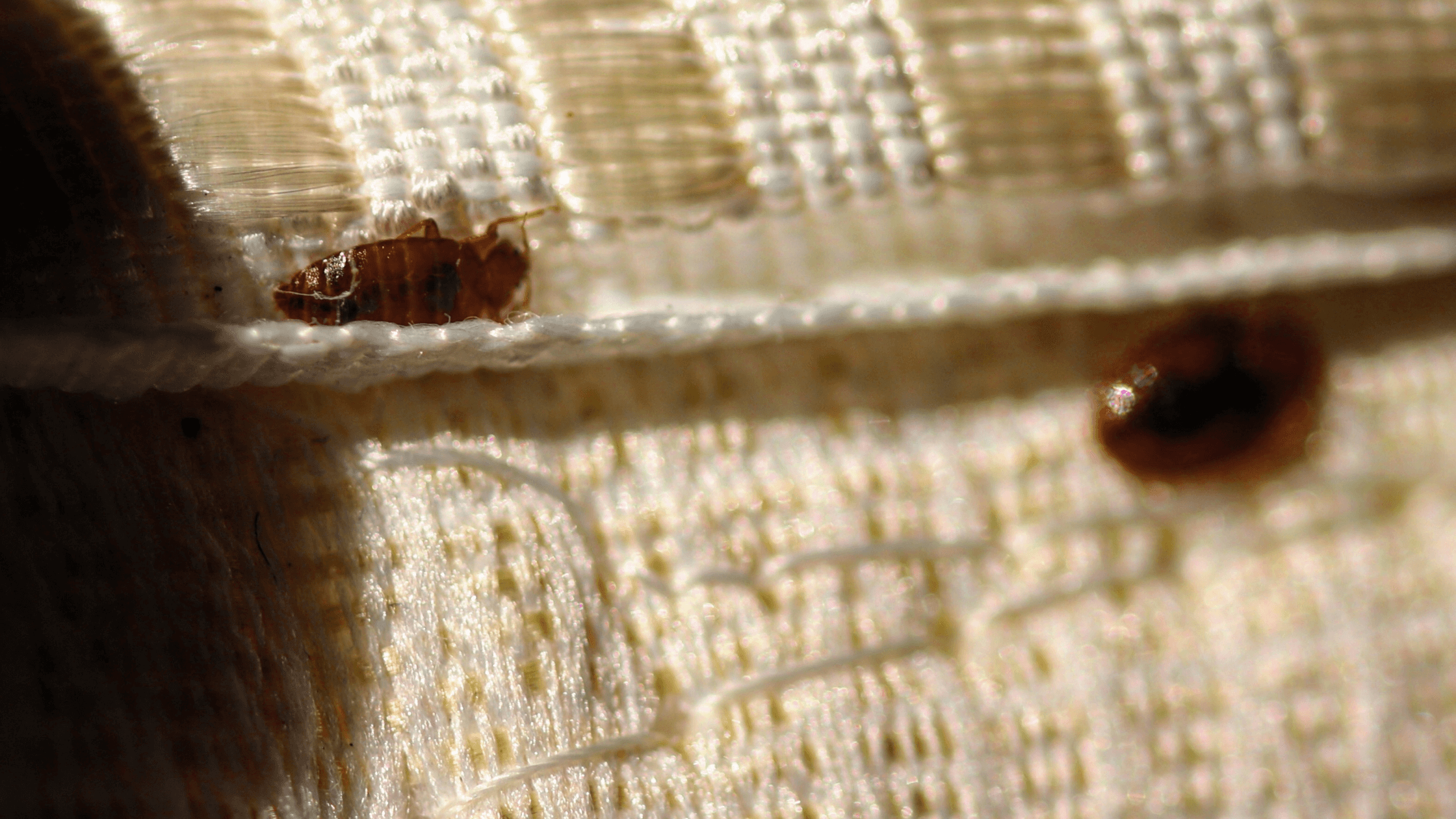 Bed bugs, hibernate