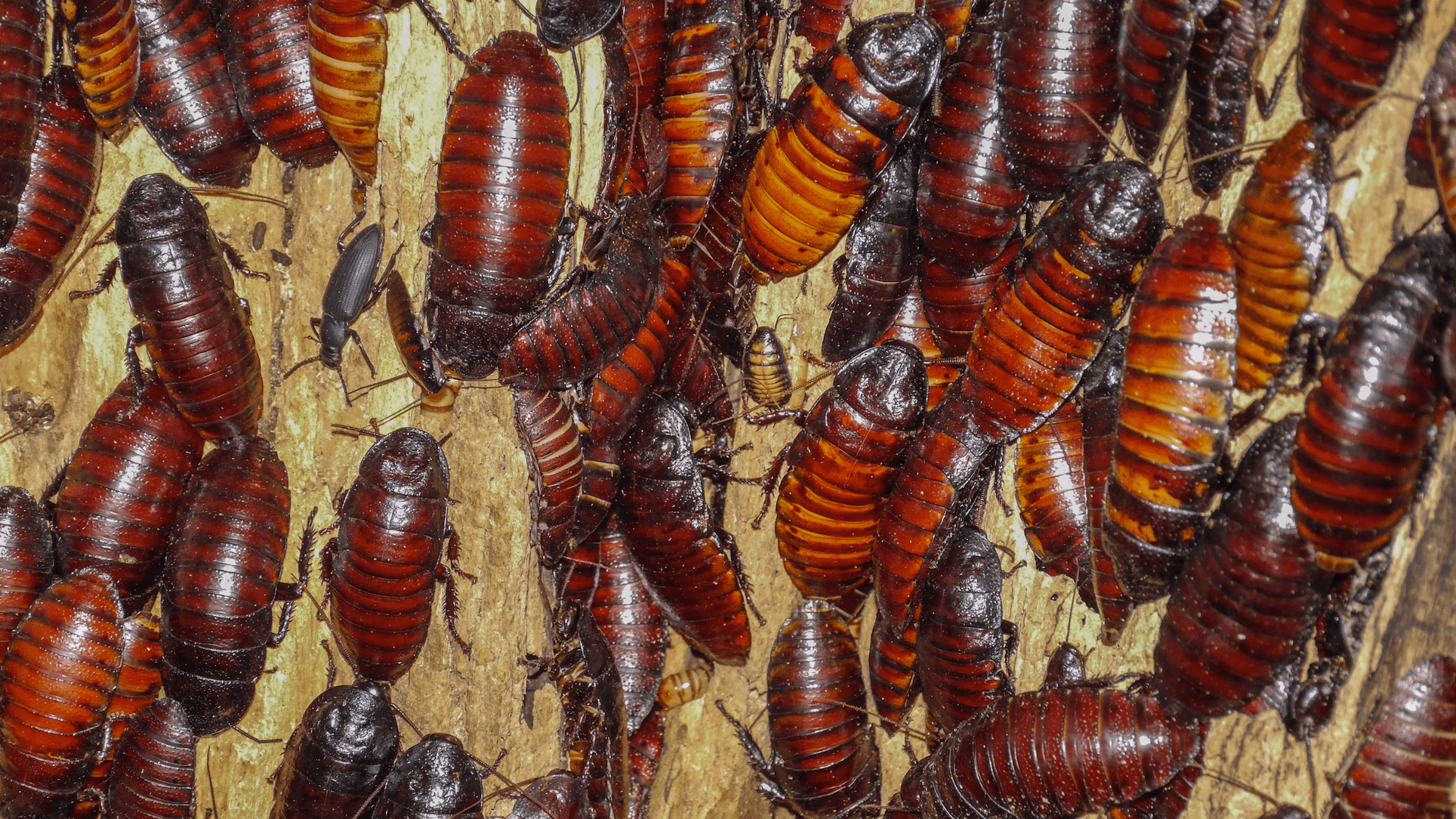 pests, hardest pest to get rid of, cockroach