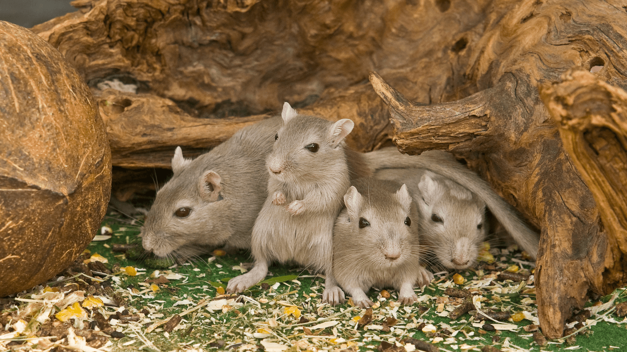 Mice, winter, pests, pest control,