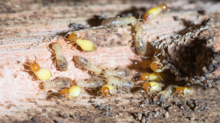 Why Termites Invade Your Home Proctor Pest Control