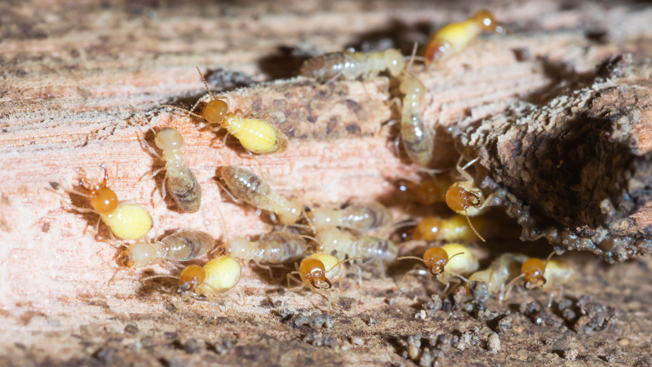 Termites, pests infestation, pest control
