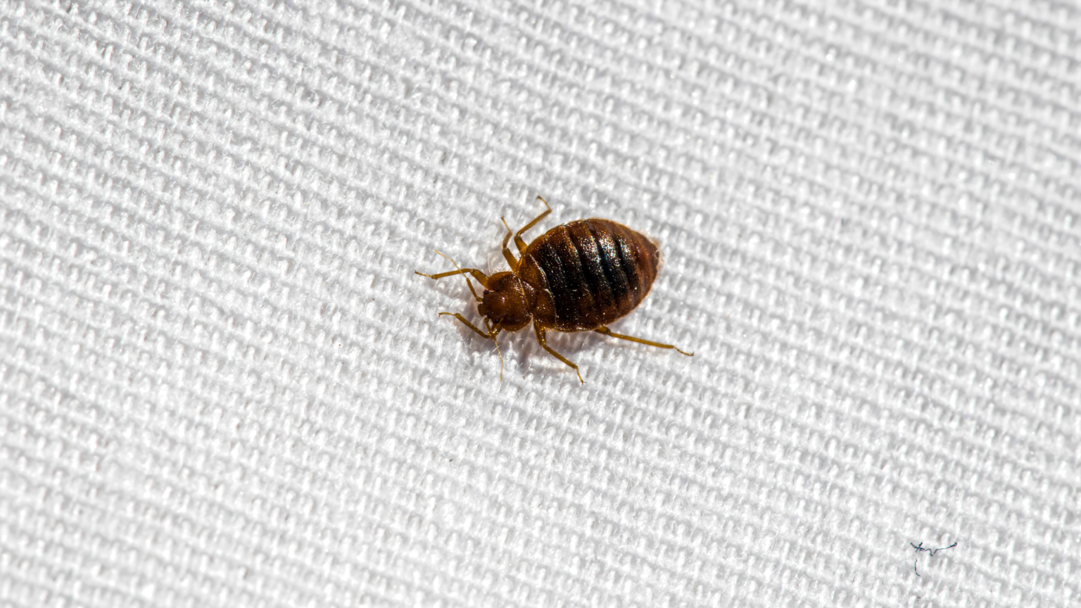 How to Deal With Bed Bug Infestations and How to Prevent Them Proctor