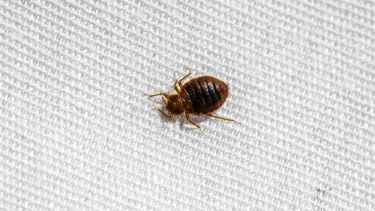 How To Deal With Bed Bug Infestations And How To Prevent Them - Proctor ...