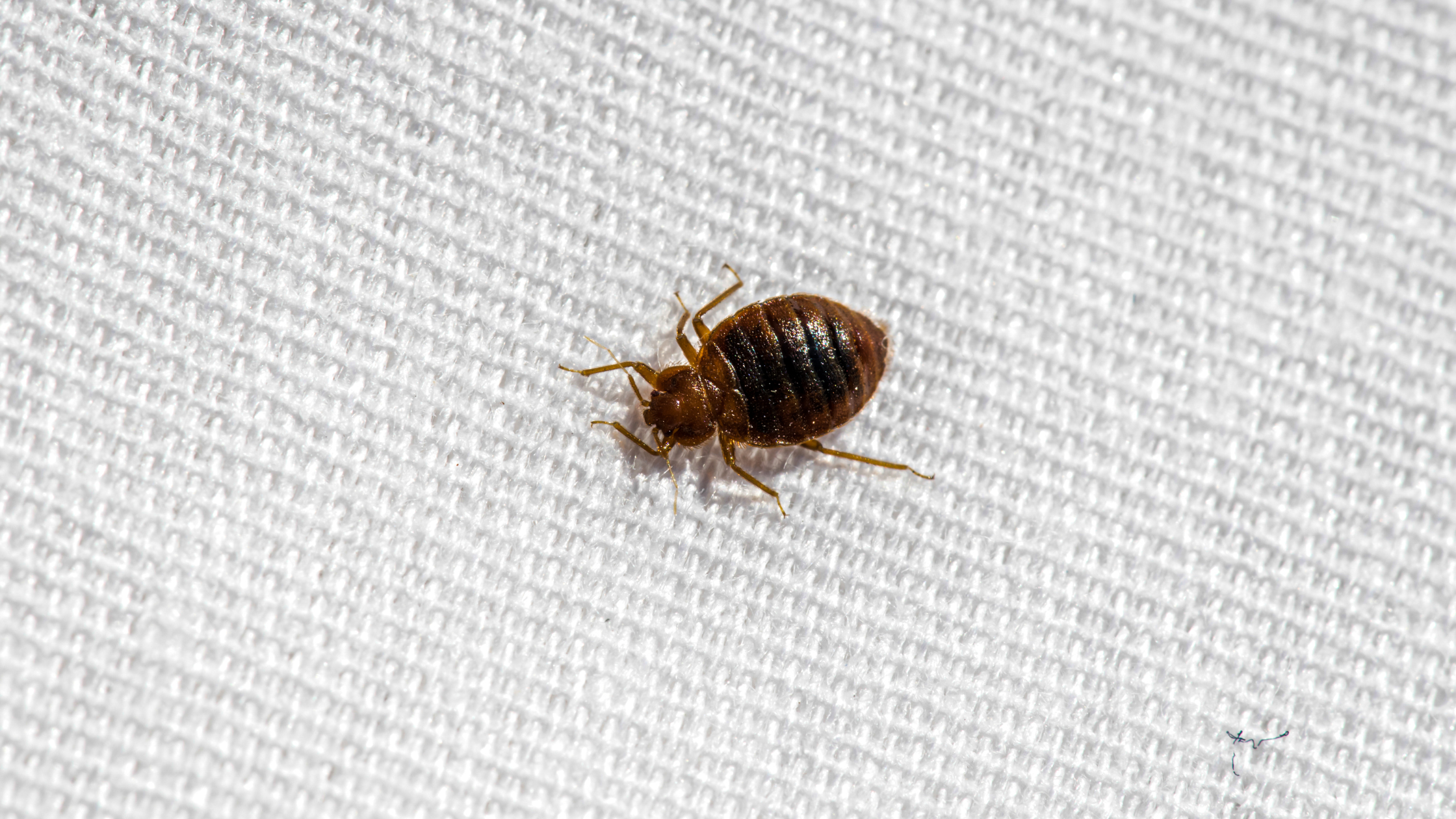 Bed begs, bed bug infestation, pest prevention