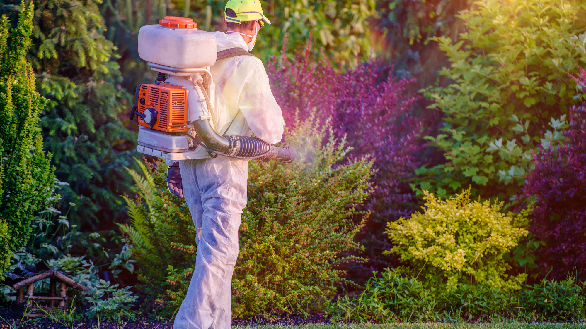 Pests, pests control, Control Pests in the Garden and Outdoor Areas