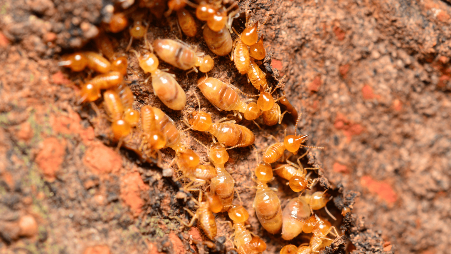 Protecting Your Home From Termites - Proctor Pest Control