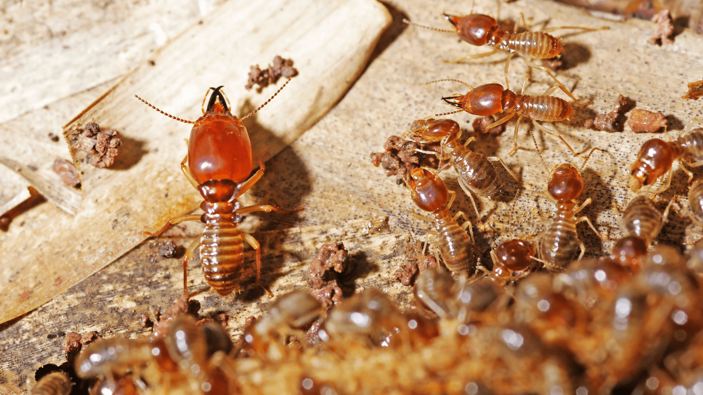 Termite Infestation, common signs of a termite infestation
