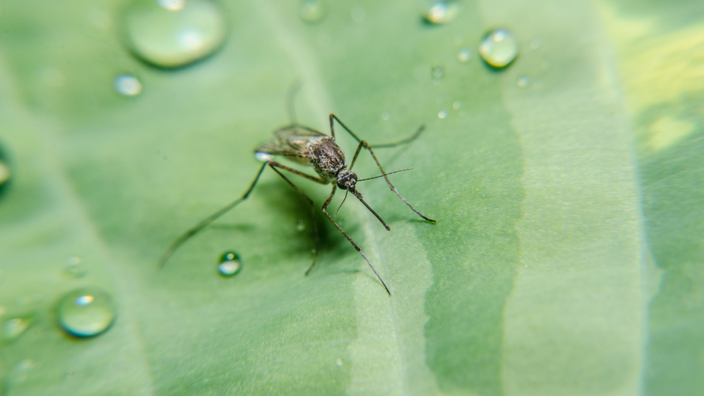 Mosquitoes And Standing Water How To Identify And Eliminate Breeding   Mosquitoes And Standing Water How To Identify And Eliminate Breeding Sites In Your Yard 1024x576 