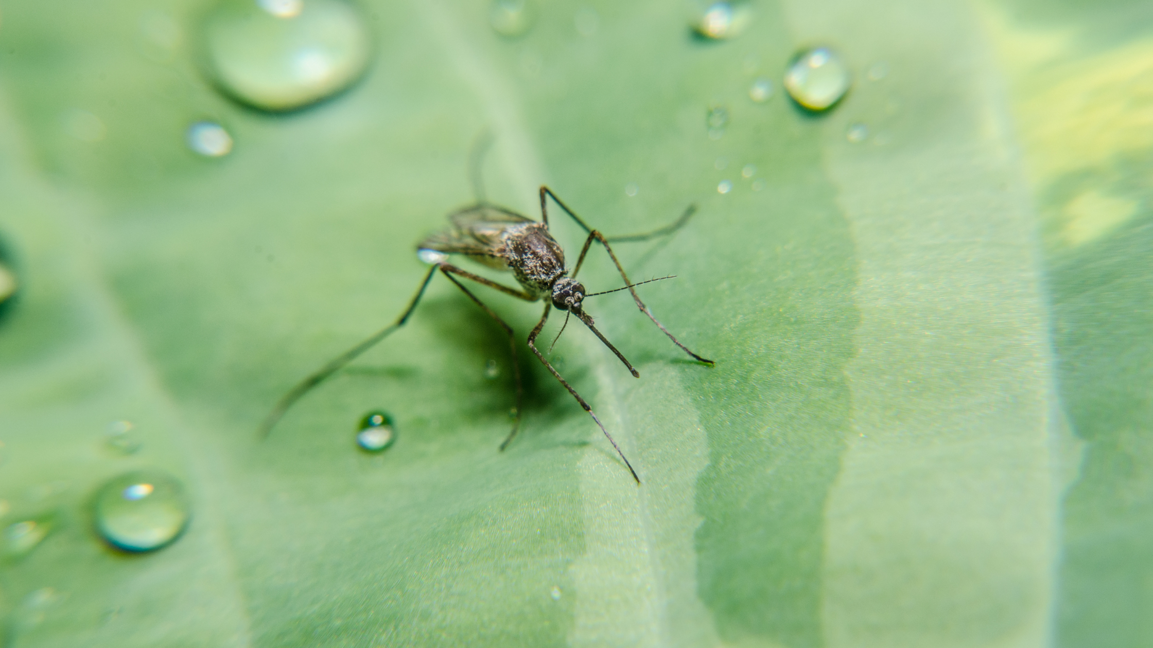 Mosquitoes, standing water, breeding sites